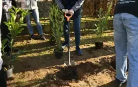 Dzieci sadzące laurowiśnie