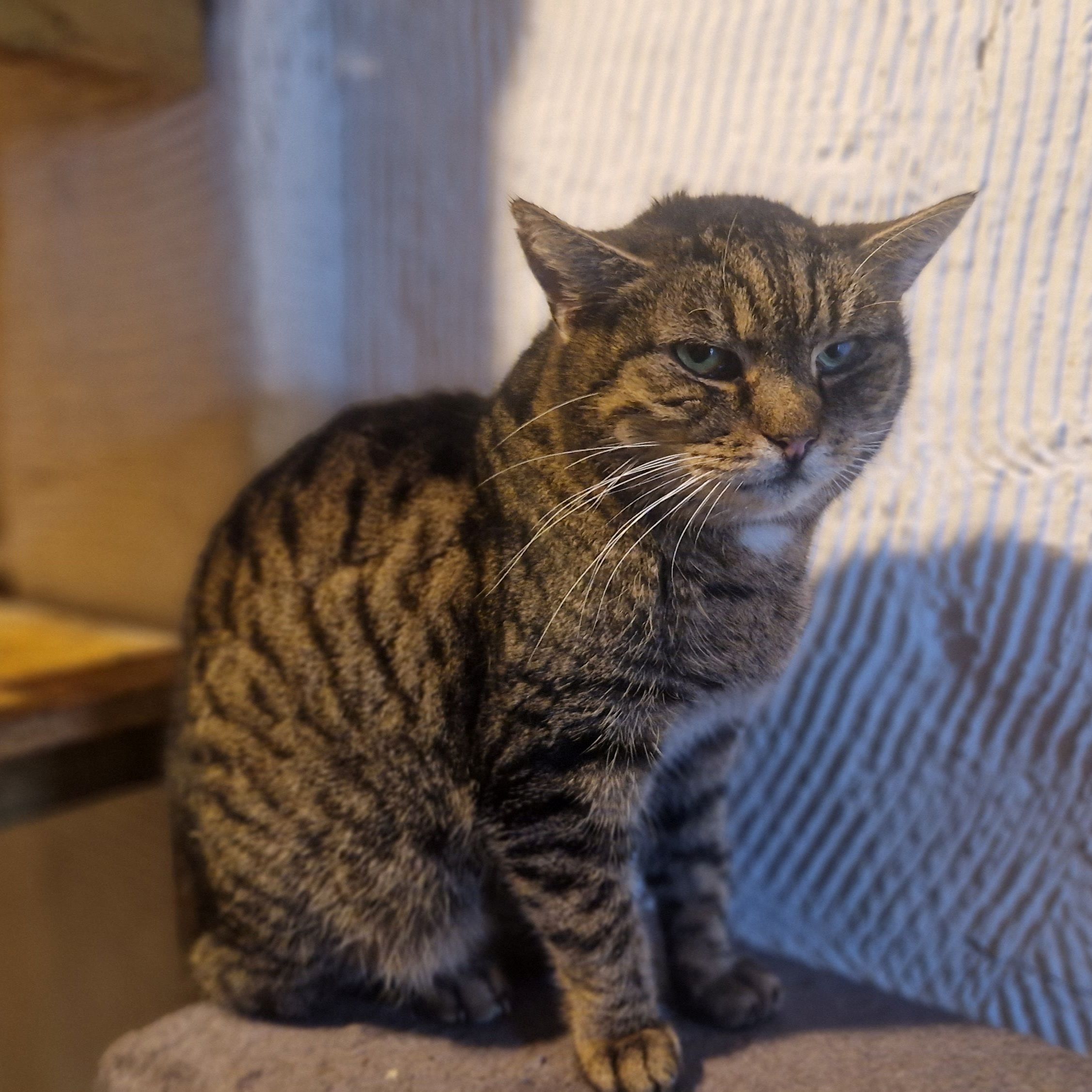 kocur z&nbsp;witniczki