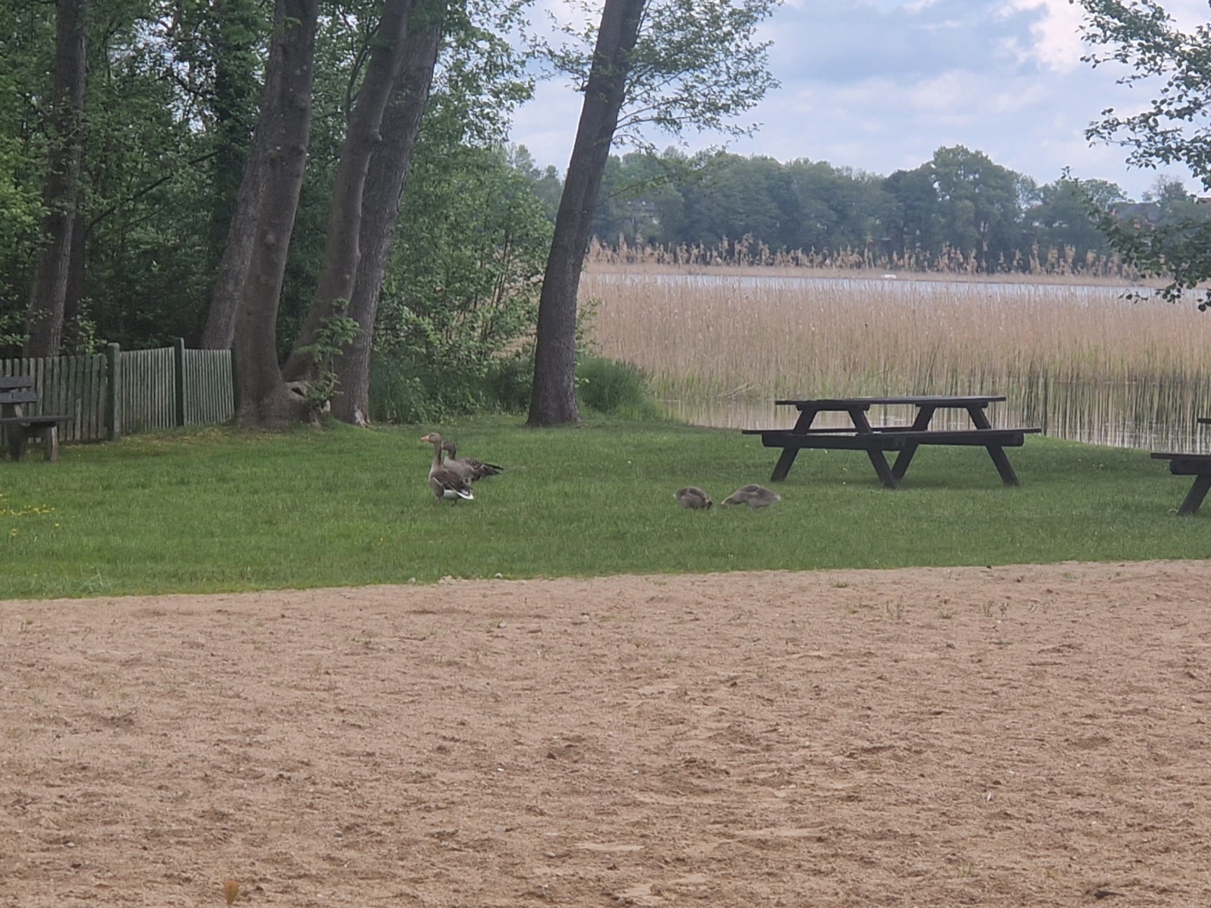 kaczki na&nbsp;plaży