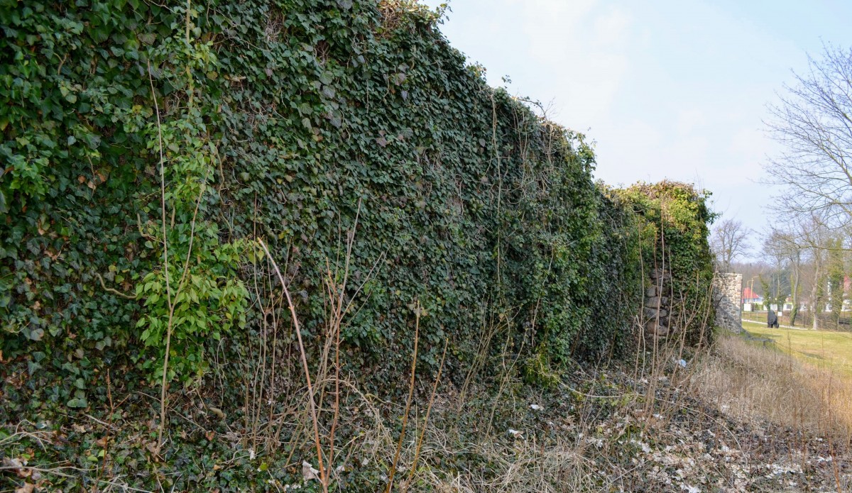 fragment porośniętych, kamiennych murów obronnych