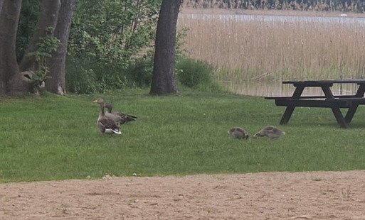 kaczki na plaży